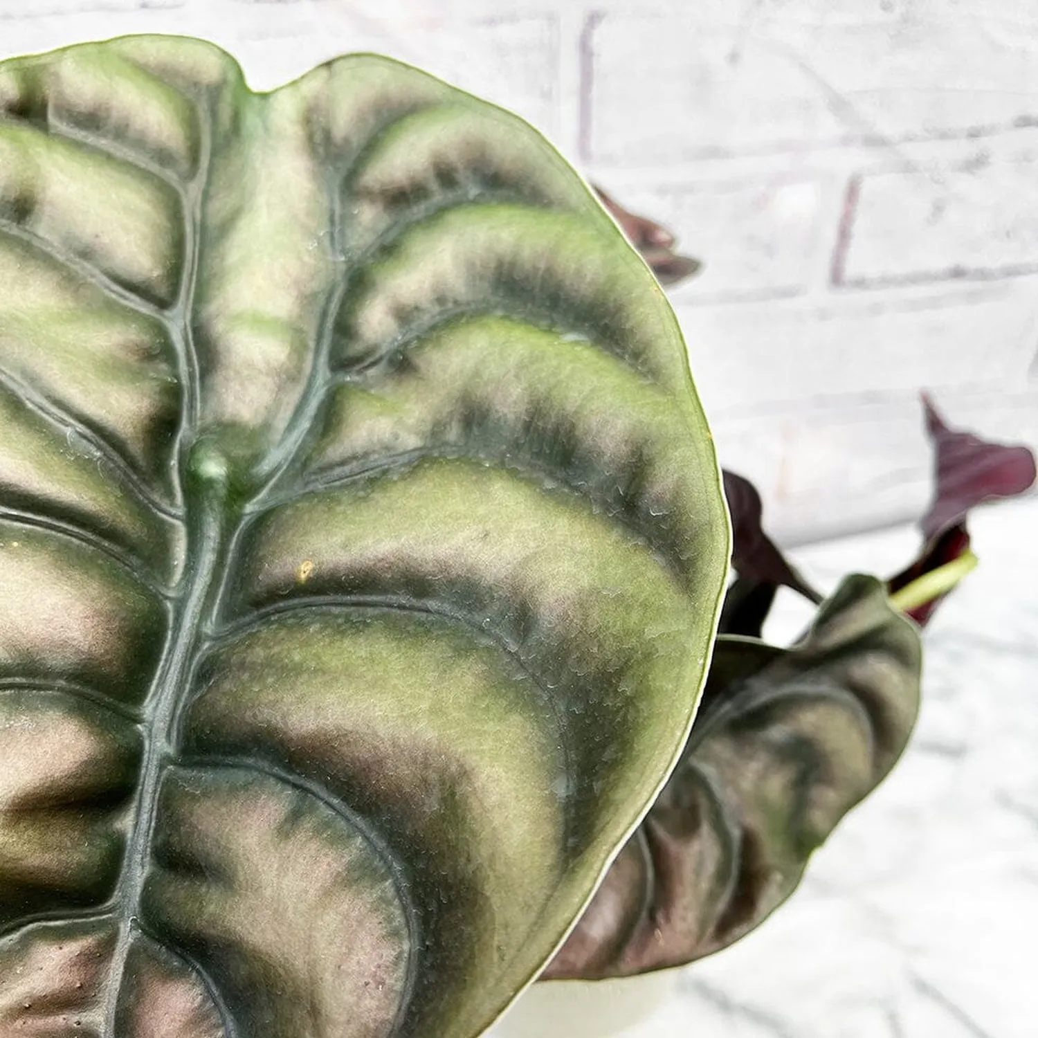 25 - 40cm Alocasia Red Secret Elephant Ear 12cm Pot House Plant