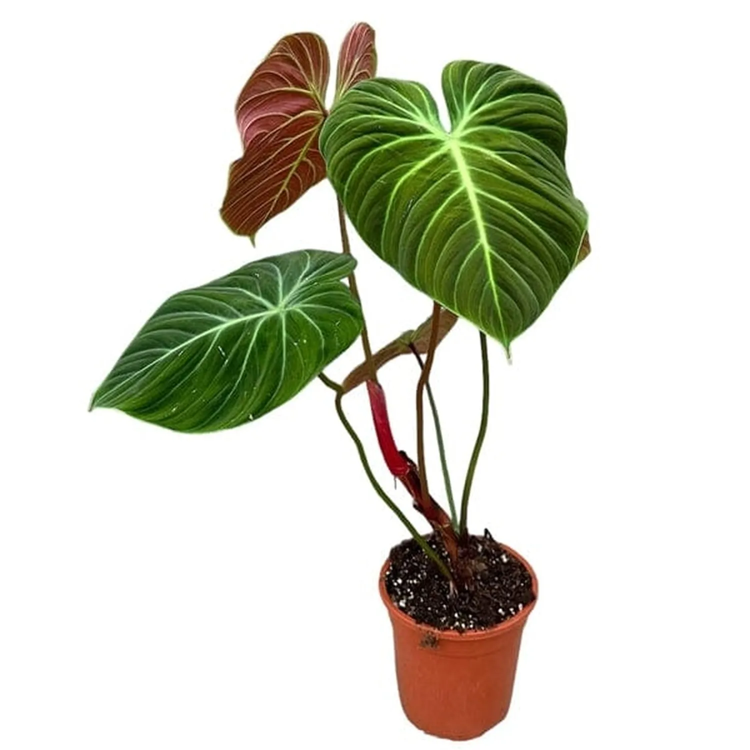 30cm Philodendron El Choco Red House Plant 19 cm Pot