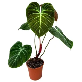 30cm Philodendron El Choco Red House Plant 19 cm Pot