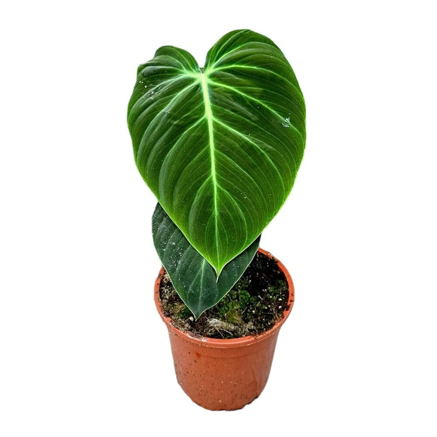 30cm Philodendron El Choco Red House Plant 19 cm Pot