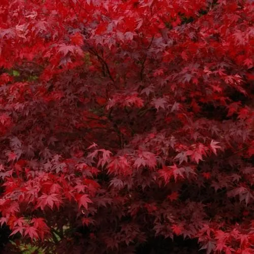 Acer palmatum Bloodgood