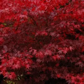 Acer palmatum Bloodgood