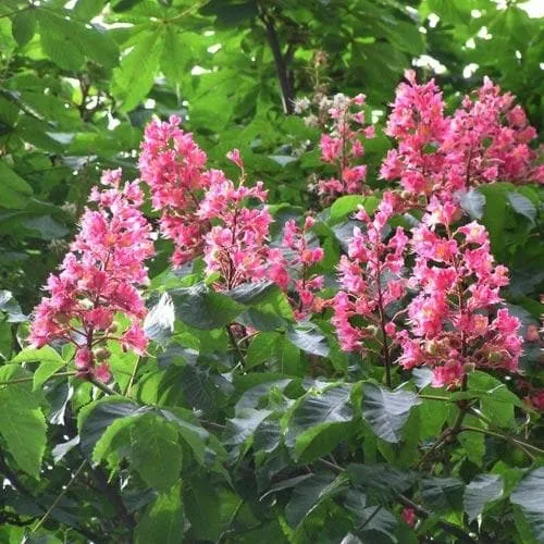 Aesculus x carnea Briotii