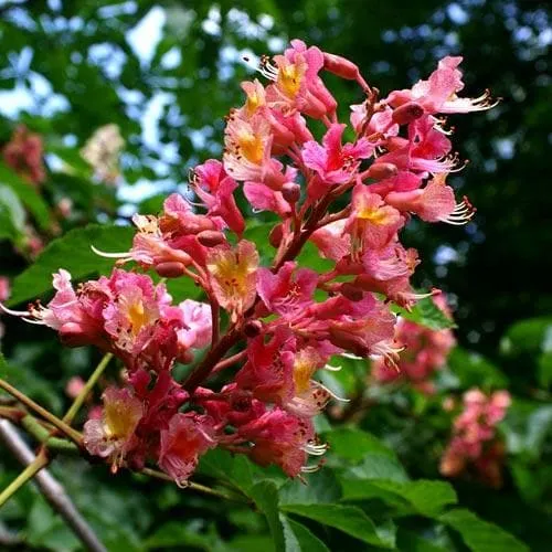 Aesculus x carnea Briotii