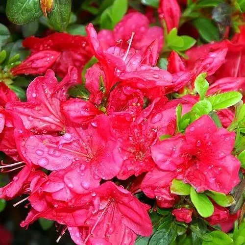 Azalea japonica Mother's Day