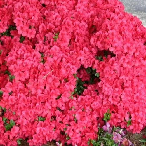 Azalea japonica Mother's Day