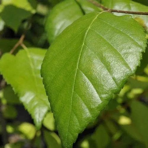 Betula utilis Jaquemontii Doorenbos - Himalayan Birch