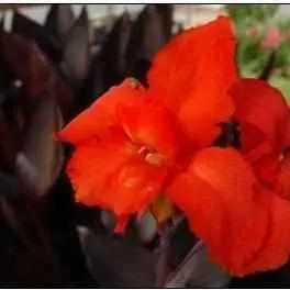 Canna 'Australia' (Bare Root)