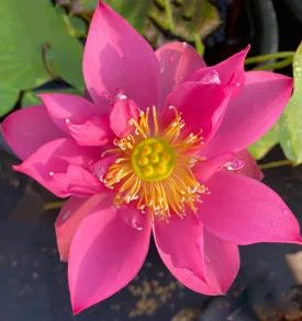 Fire Red - Tiny Red Firepower Lotus (Bare Root)